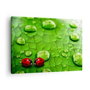 Cuadro sobre lienzo - Impresión de Imagen - Dos mariquitas en una hoja con gotas de agua en fotografía macro - 70x50cm - Reunión sobre verde - Decoración de pared moderna para salón y dormitorio ARTTOR