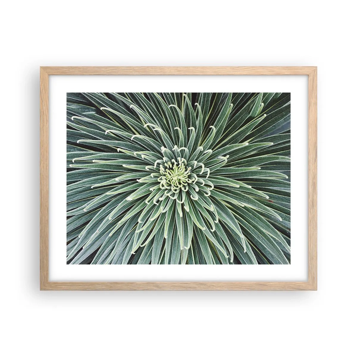 Póster en marco roble claro - El nacimiento de una estrella - 50x40 cm