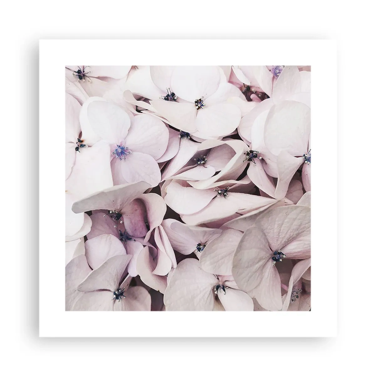 Póster - En un torrente de flores - 40x40 cm