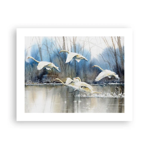 Póster - Como en un cuento de cisnes salvajes - 50x40 cm