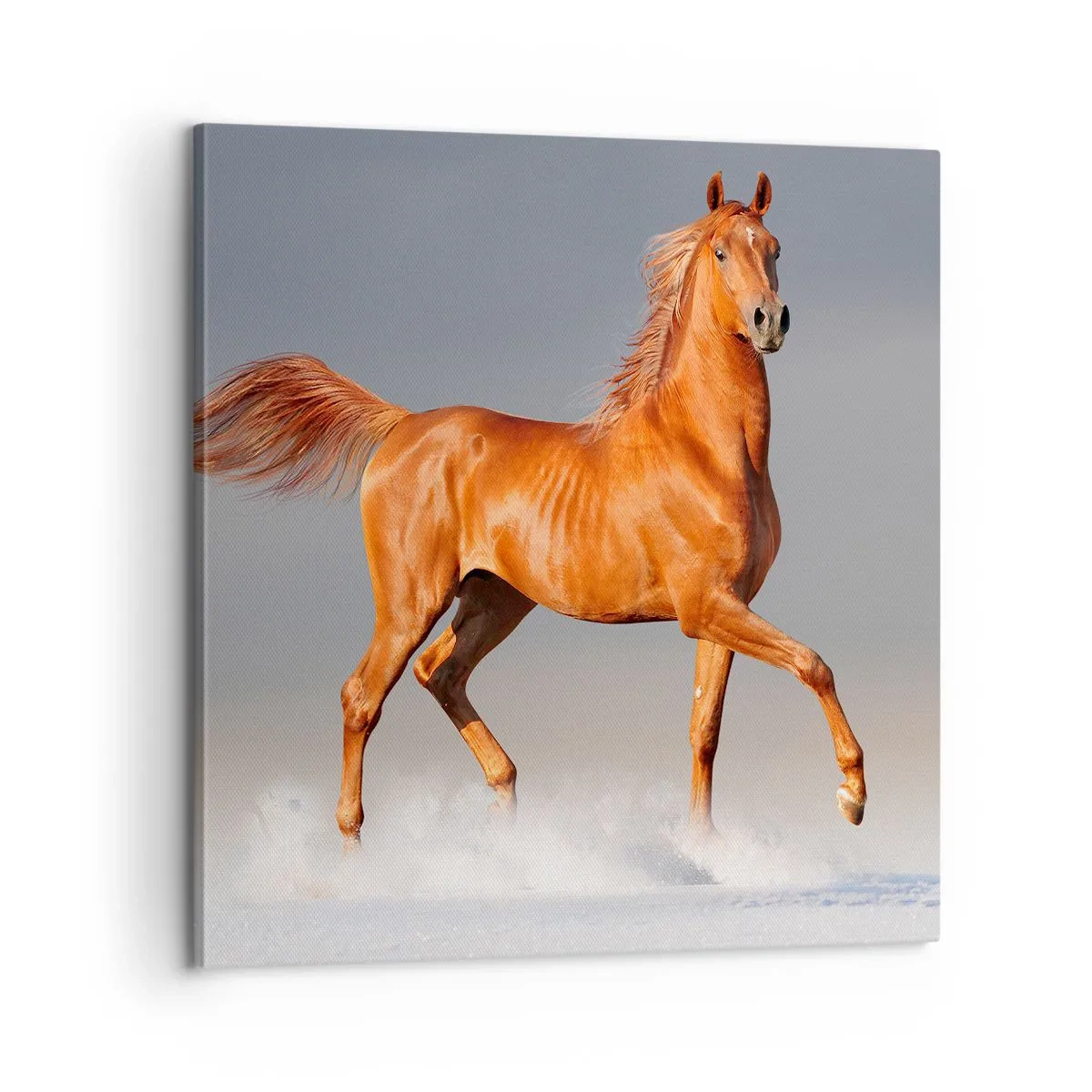 Cuadro sobre lienzo - Impresión de Imagen - Danza al viento - 60x60 cm