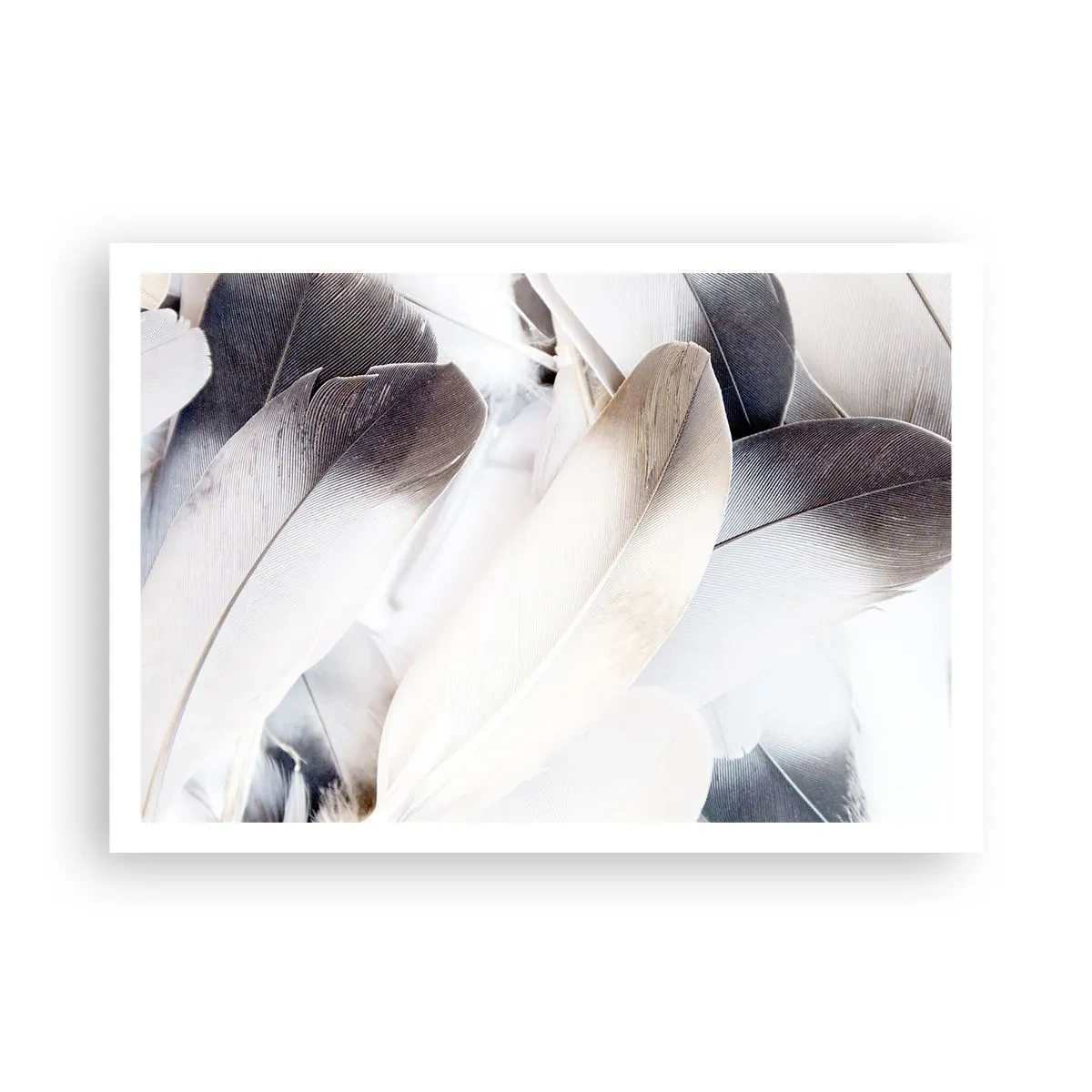 Póster - Primer plano de delicadas plumas en tonos blancos y grises. - 100x70cm - Casi angelical - Decoración de pared moderna para salón y dormitorio ARTTOR