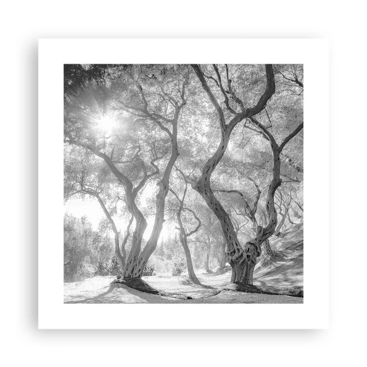 Póster - En un olivar - 40x40 cm