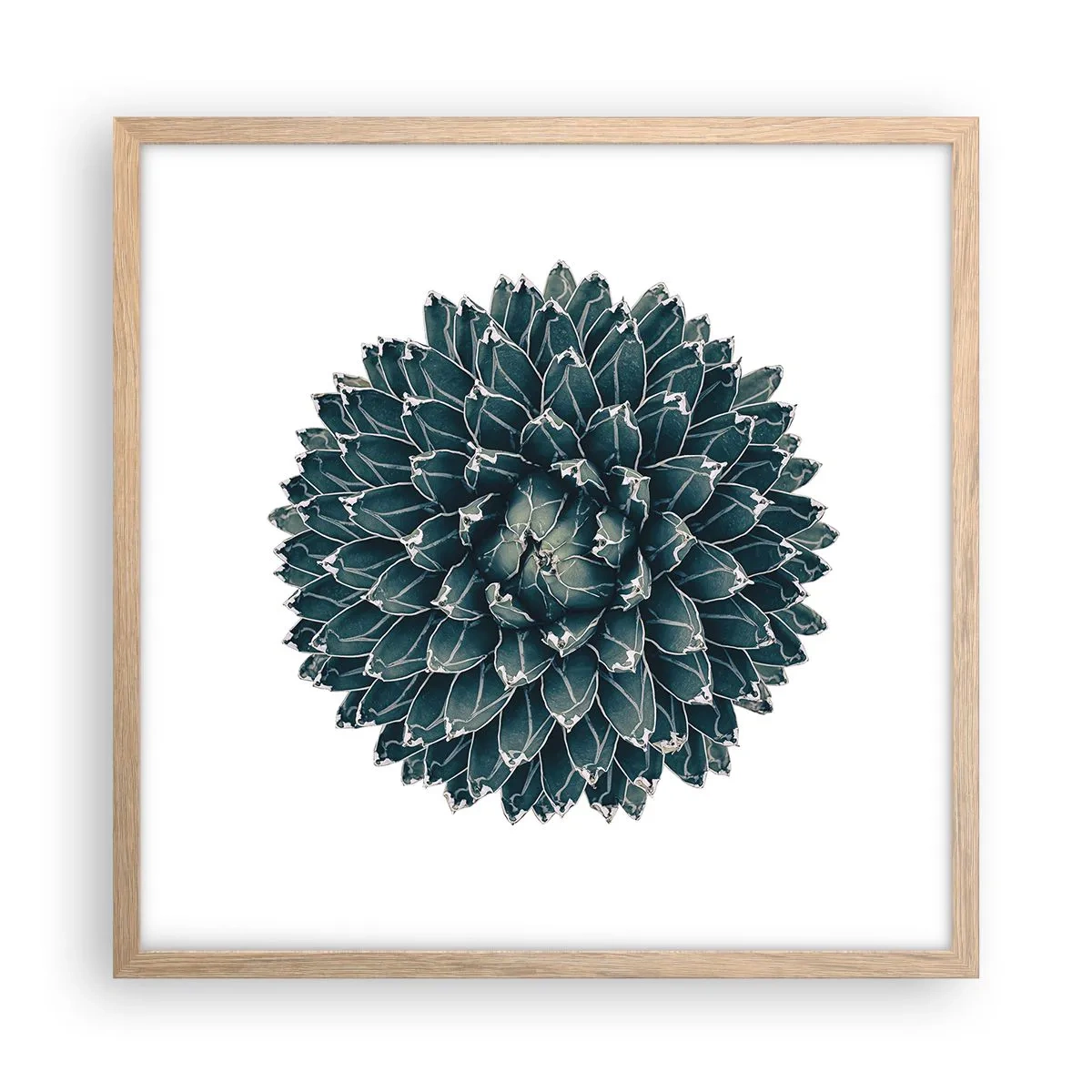 Póster en marco roble claro - Estrella del desierto - 50x50 cm