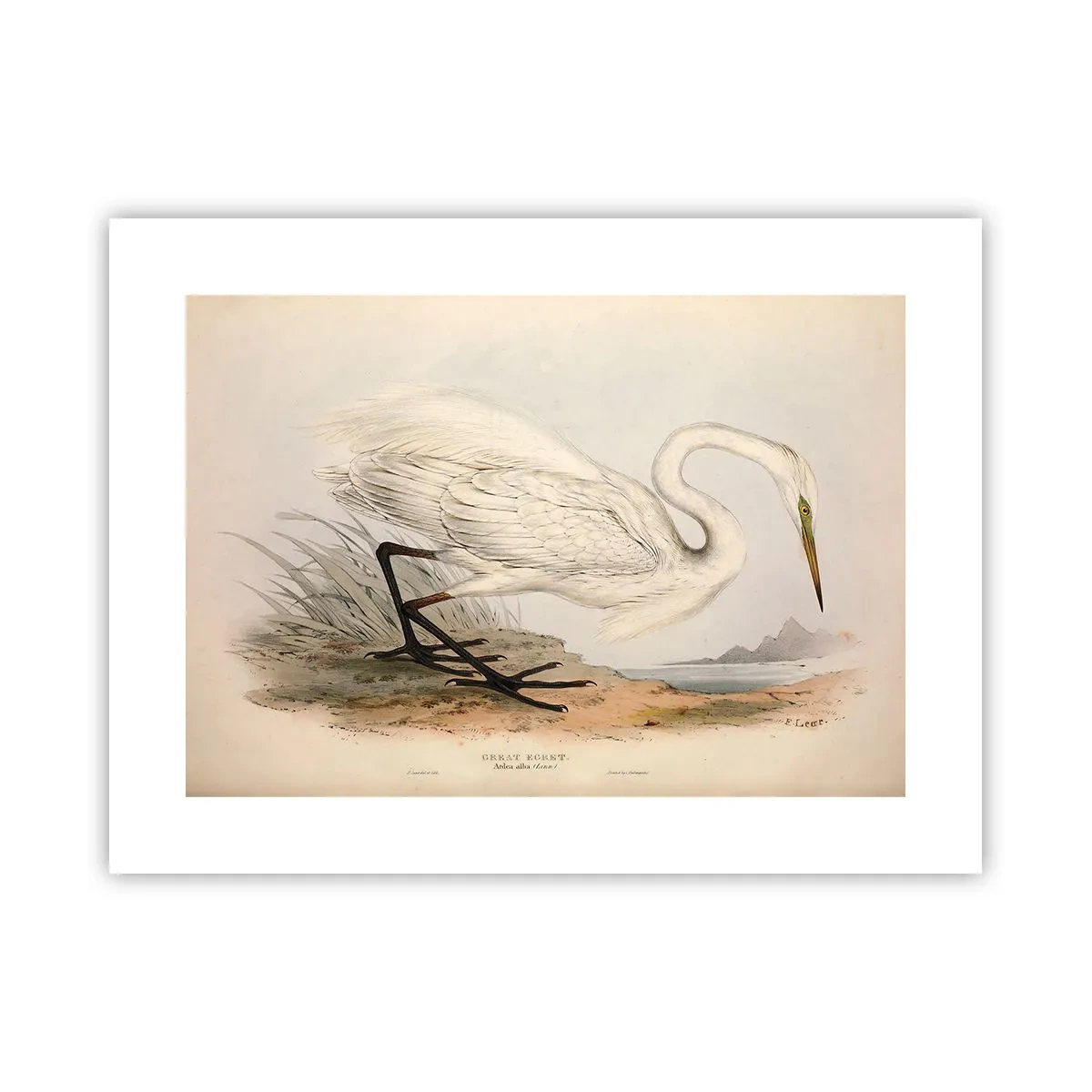 Póster - Dama de los juncos - 40x30 cm