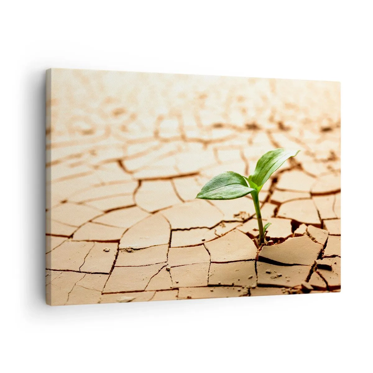 Cuadro sobre lienzo - Impresión de Imagen - Una planta verde que crece en tierra seca y agrietada. - 70x50cm - El poder indomable de la vida - Decoración de pared moderna para salón y dormitorio ARTTOR