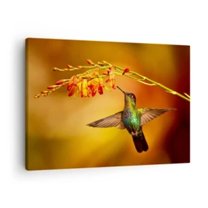 Cuadro sobre lienzo - Impresión de Imagen - Colibrí junto a una flor bajo la cálida luz - 70x50cm - Mensajero de la luz - Decoración de pared moderna para salón y dormitorio ARTTOR