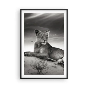 Póster en marco negro - Descanso de la reina del desierto - 61x91 cm