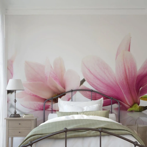 Fotomural Standard Eco - Suave como un soplo de primavera - Flor, Magnolia, Naturaleza - 400x280 cm