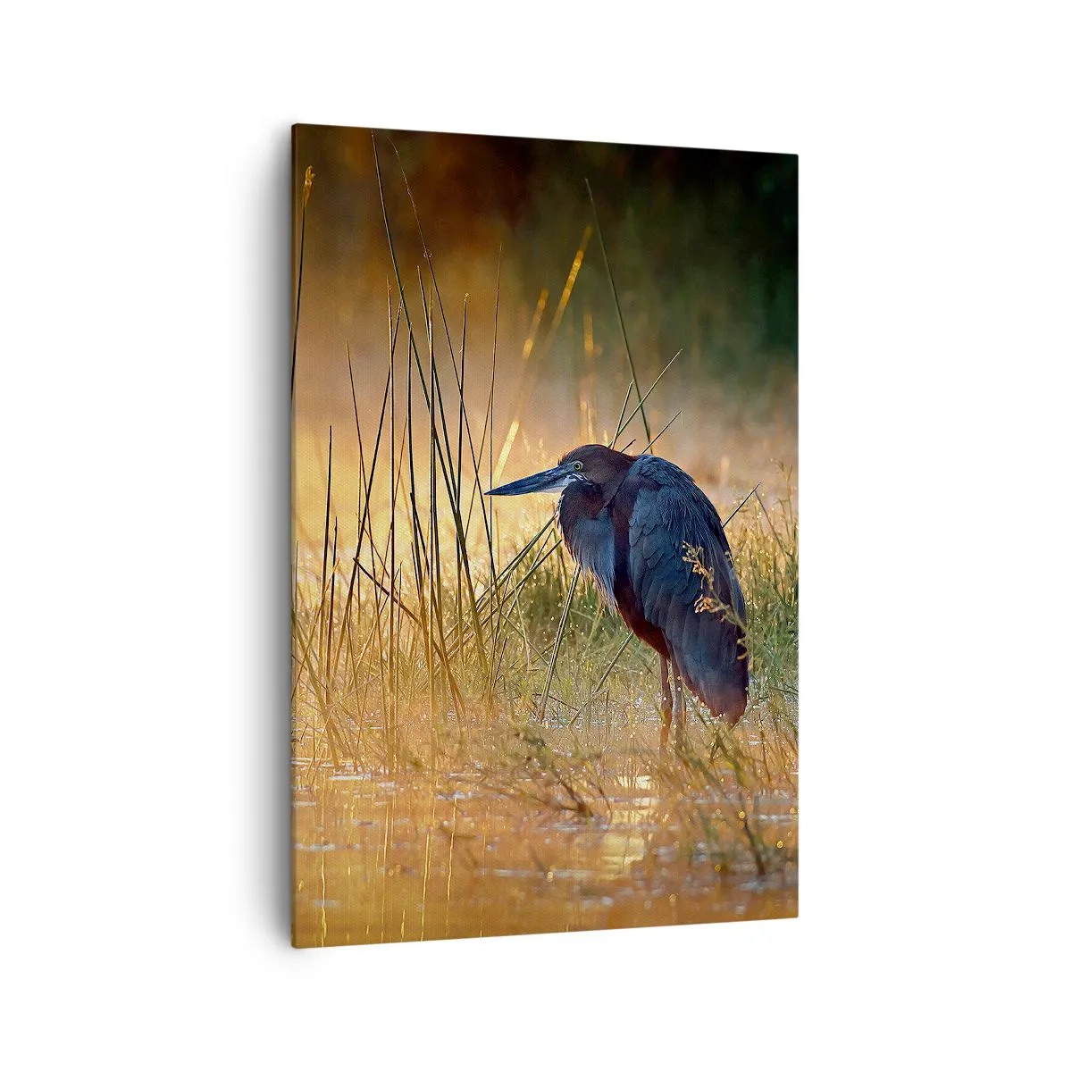 Cuadro sobre lienzo - Impresión de Imagen - Una garza en los humedales al atardecer entre hierbas altas. - 70x100cm - Dame un respiro con estas fotos - Decoración de pared moderna para salón y dormitorio ARTTOR