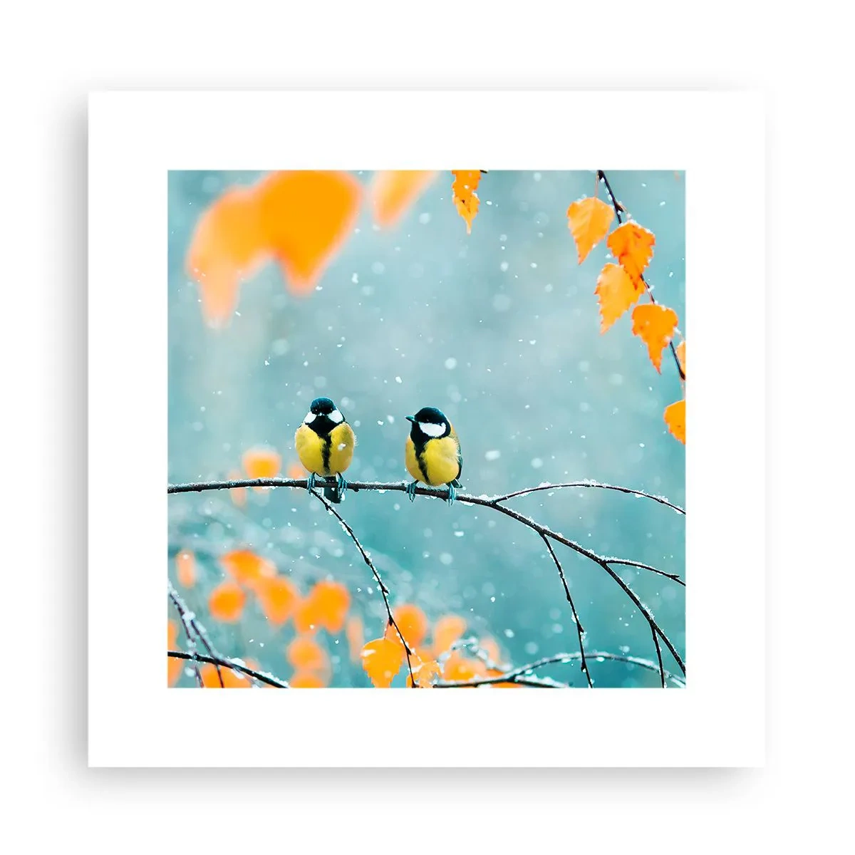 Póster - Cotilleo de pájaros - 30x30 cm