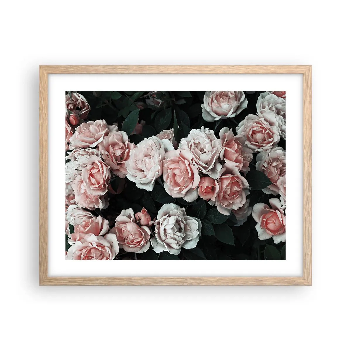 Póster en marco roble claro - Conjunto de rosas - 50x40 cm