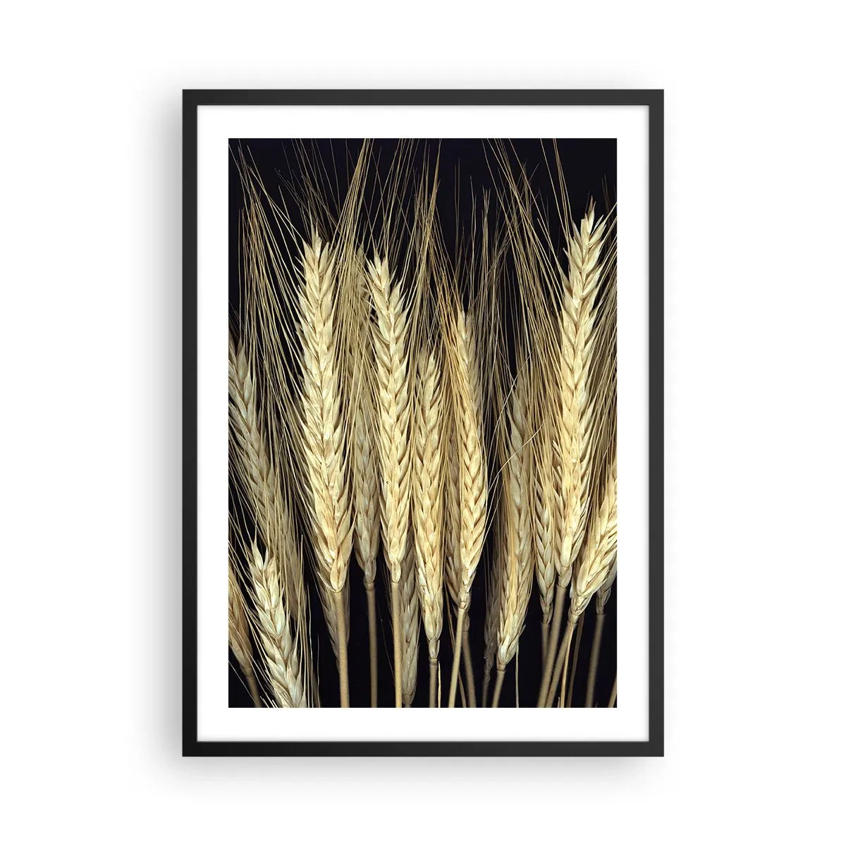 Póster en marco negro - Primer plano de espigas de trigo sobre un fondo negro - 50x70cm - Magia rústica - Decoración de pared moderna para salón y dormitorio ARTTOR