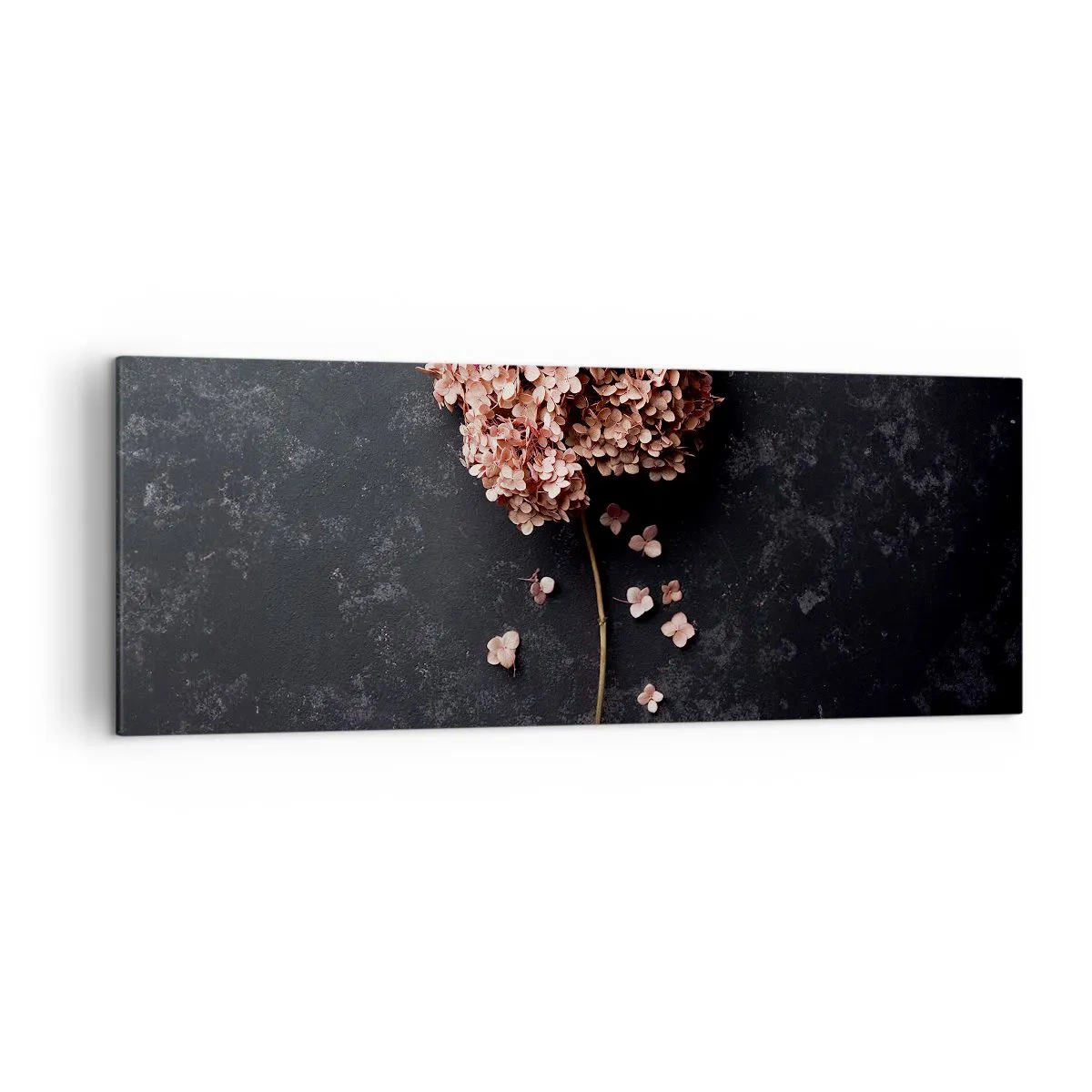 Cuadro sobre lienzo - Impresión de Imagen - Una delicada flor de hortensia sobre un fondo oscuro. - 140x50cm - Un signo verdaderamente romántico - Decoración de pared moderna para salón y dormitorio ARTTOR