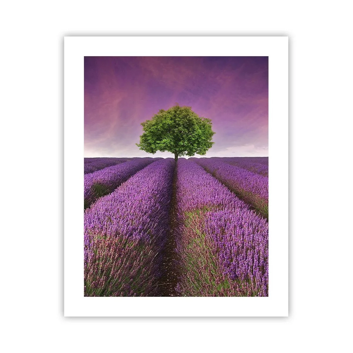 Póster - En los campos de lavanda - 40x50 cm