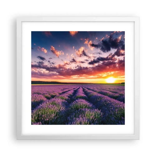 Póster en marco blanco - El mundo de la lavanda - 40x40 cm