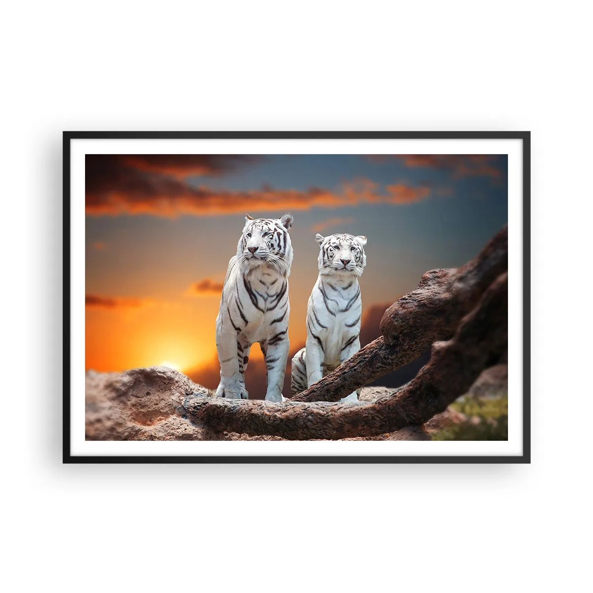 Póster en marco negro - Tigres blancos al atardecer con la naturaleza como telón de fondo - 100x70cm - Como en Narnia - Decoración de pared moderna para salón y dormitorio ARTTOR