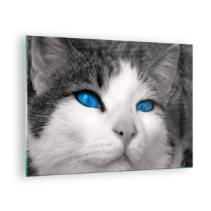 Cuadro sobre vidrio - Impresiones sobre Vidrio - Una fotografía en blanco y negro de un gato con ojos azules intensos. - 70x50cm - Inusual de ojos azules - Decoración de pared moderna para salón y dormitorio ARTTOR