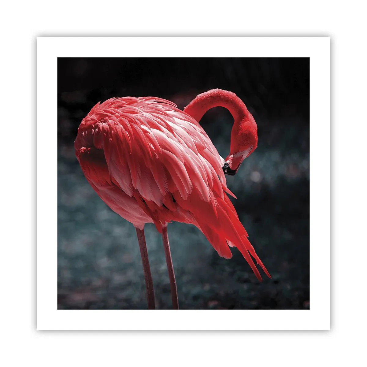 Póster - Un poema carmesí de la naturaleza - 50x50 cm
