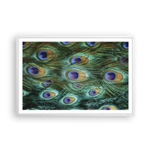 Póster en marco blanco - Mirada de pavo real - 91x61 cm