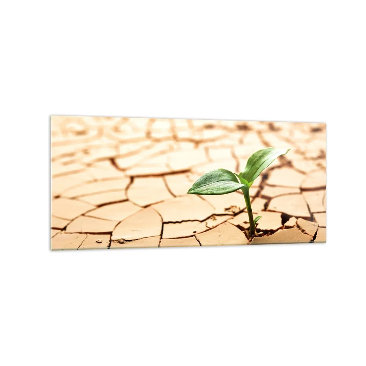 Cuadro sobre vidrio - Impresiones sobre Vidrio - Una planta verde que crece en tierra seca y agrietada. - 120x50cm - El poder indomable de la vida - Decoración de pared moderna para salón y dormitorio ARTTOR