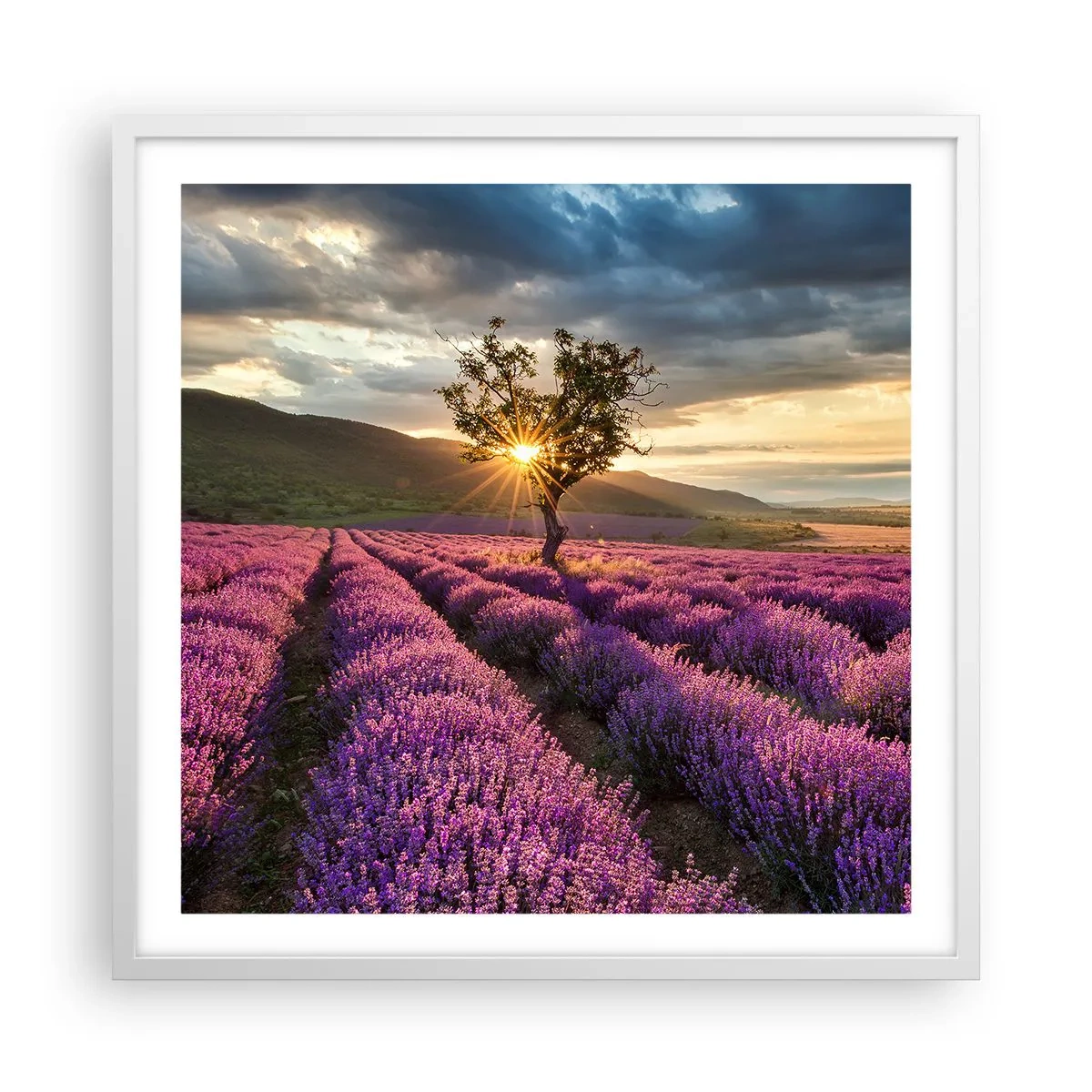 Póster en marco blanco - Aroma en lila - 60x60 cm