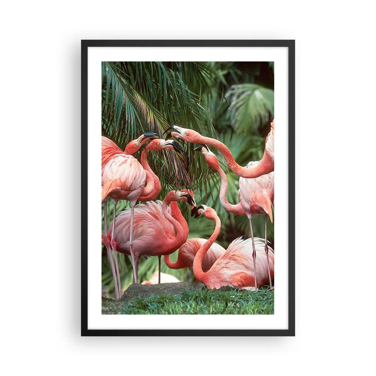 Póster en marco negro - Flamencos rosados en un entorno exótico de palmeras. - 50x70cm - Cotilleos de la tarde - Decoración de pared moderna para salón y dormitorio ARTTOR