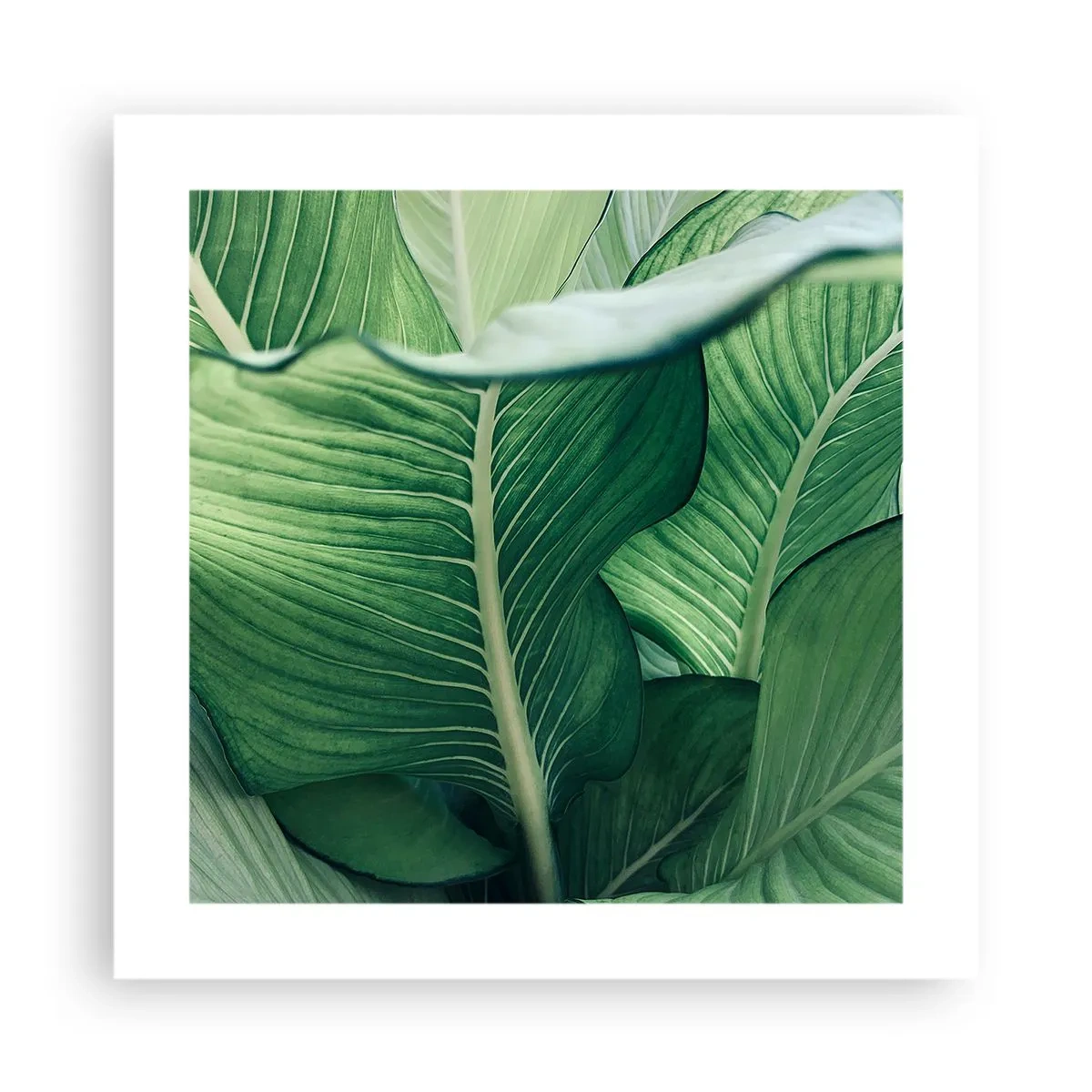 Póster - Vida intensamente verde - 40x40 cm