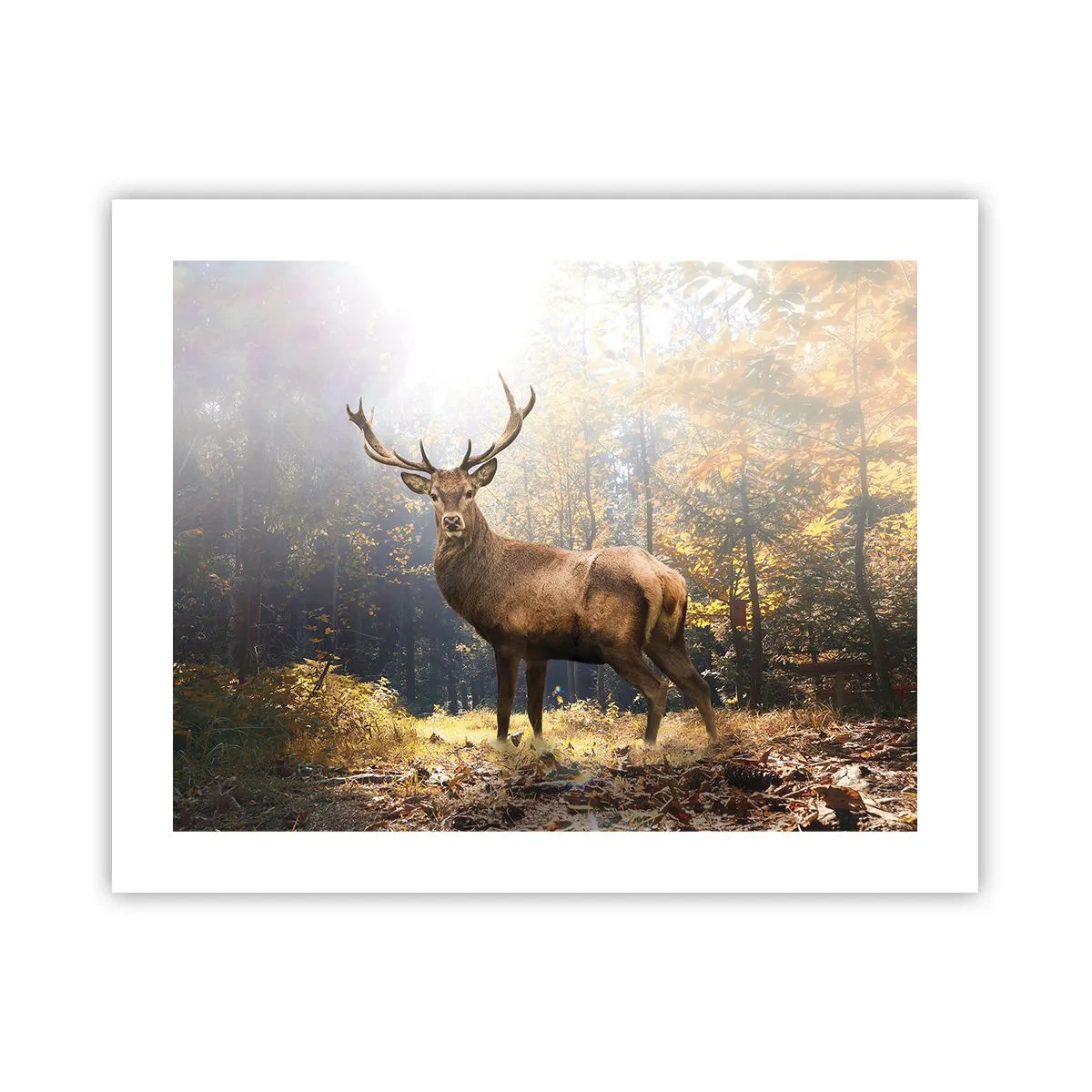Póster - Con toda la majestuosidad - 50x40 cm