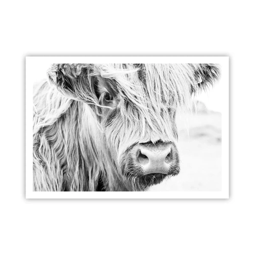 Póster - Retrato de una vaca escocesa en blanco y negro - 100x70cm - La naturaleza escocesa - Decoración de pared moderna para salón y dormitorio ARTTOR