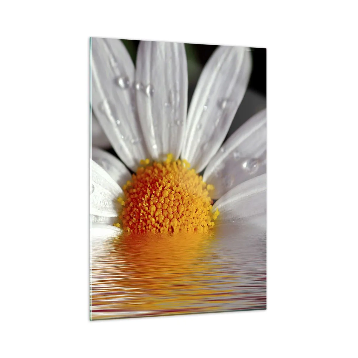 Cuadro sobre vidrio - Impresiones sobre Vidrio - Una margarita con gotas de agua reflejadas en el agua. - 50x70cm - El sol naciente de una margarita - Decoración de pared moderna para salón y dormitorio ARTTOR