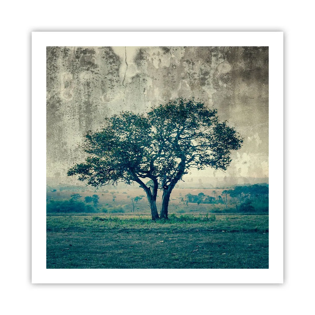 Póster - El manzano - 60x60 cm