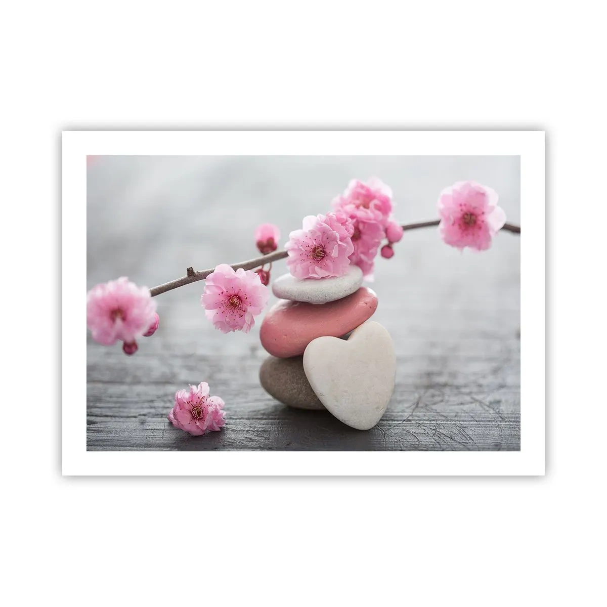 Póster - Felicidad con la flor del cerezo - 70x50 cm