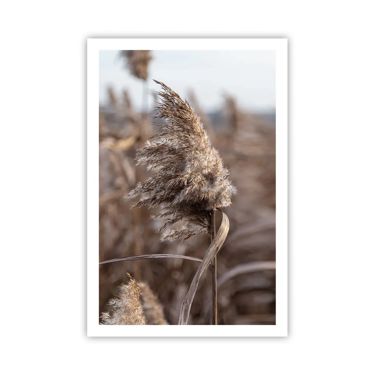 Póster - Es hora de volar con el viento - 61x91 cm