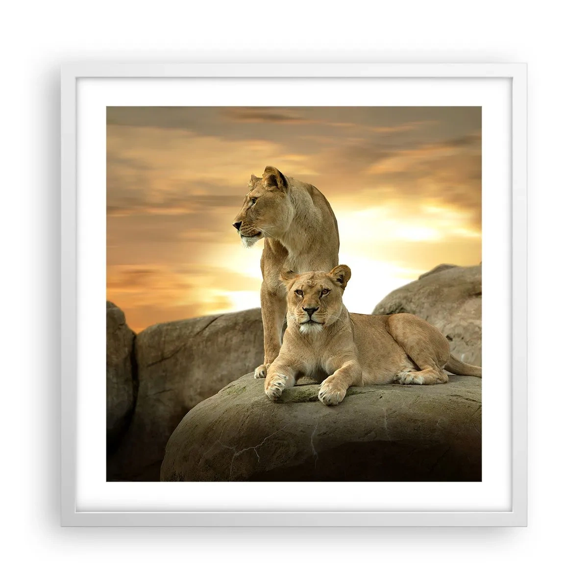 Póster en marco blanco - Majestuosidad real - 50x50 cm