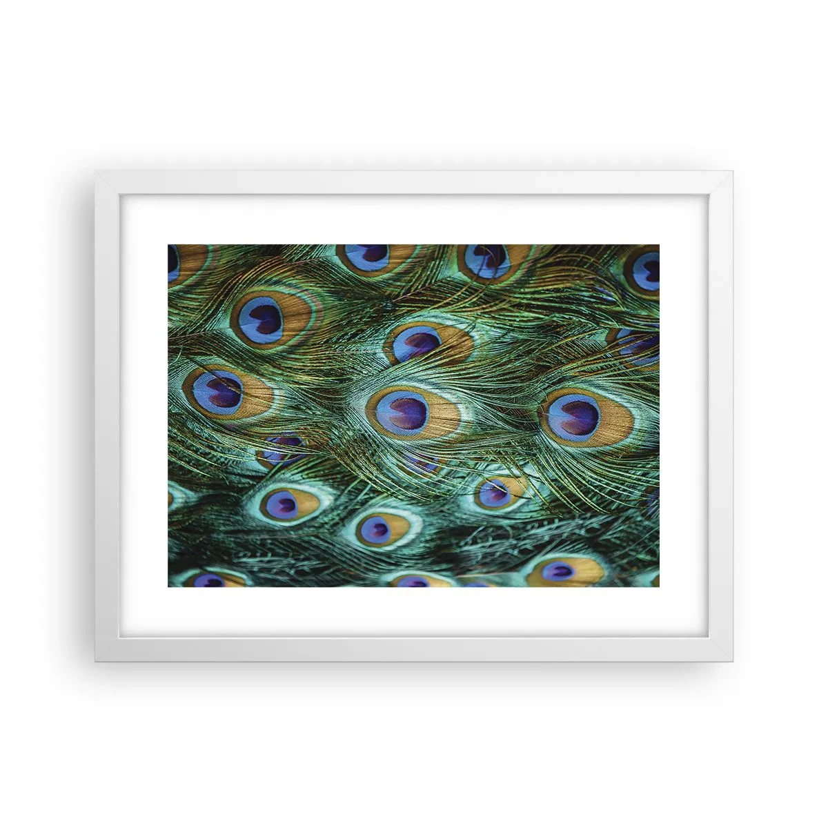 Póster en marco blanco - Mirada de pavo real - 40x30 cm