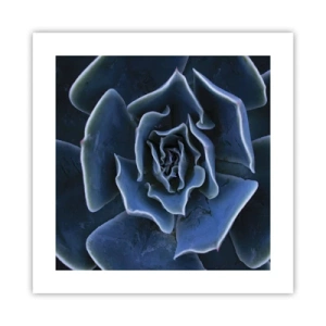 Póster - Flor del desierto - 40x40 cm