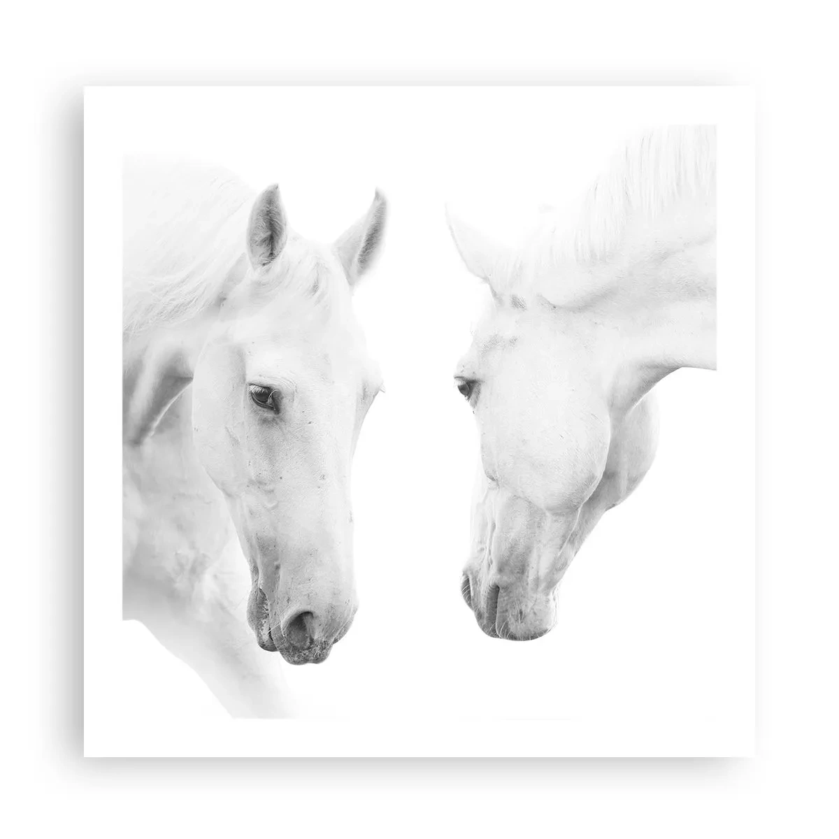 Póster - ¿Es esto realmente la amistad...? - 60x60 cm