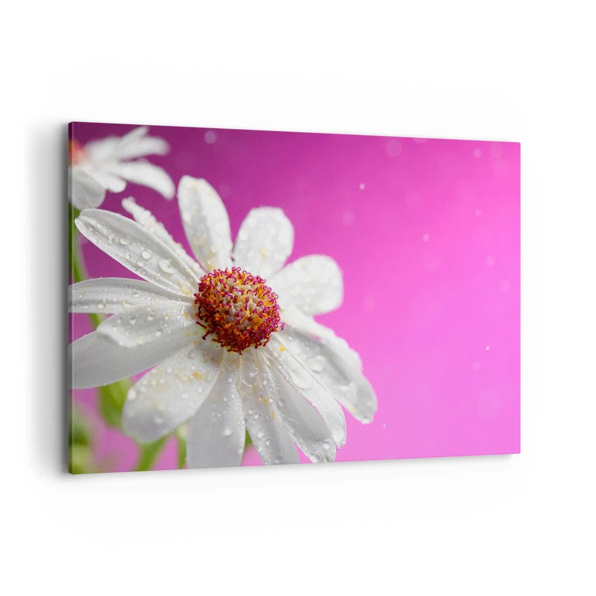 Cuadro sobre lienzo - Impresión de Imagen - Una margarita blanca cubierta de gotas de agua sobre un fondo rosa. - 120x80cm - Modesto en su belleza - Decoración de pared moderna para salón y dormitorio ARTTOR