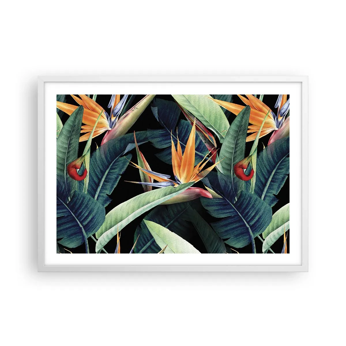 Póster en marco blanco - Flores de llamas de los trópicos - 70x50 cm