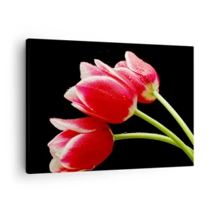 Cuadro sobre lienzo - Impresión de Imagen - Tulipanes rojos con gotas de rocío sobre un fondo negro - 70x50cm - Promesa de amor puro - Decoración de pared moderna para salón y dormitorio ARTTOR