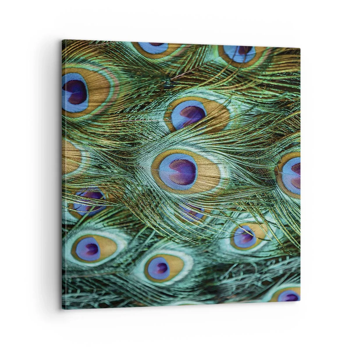 Cuadro sobre lienzo - Impresión de Imagen - Mirada de pavo real - 60x60 cm