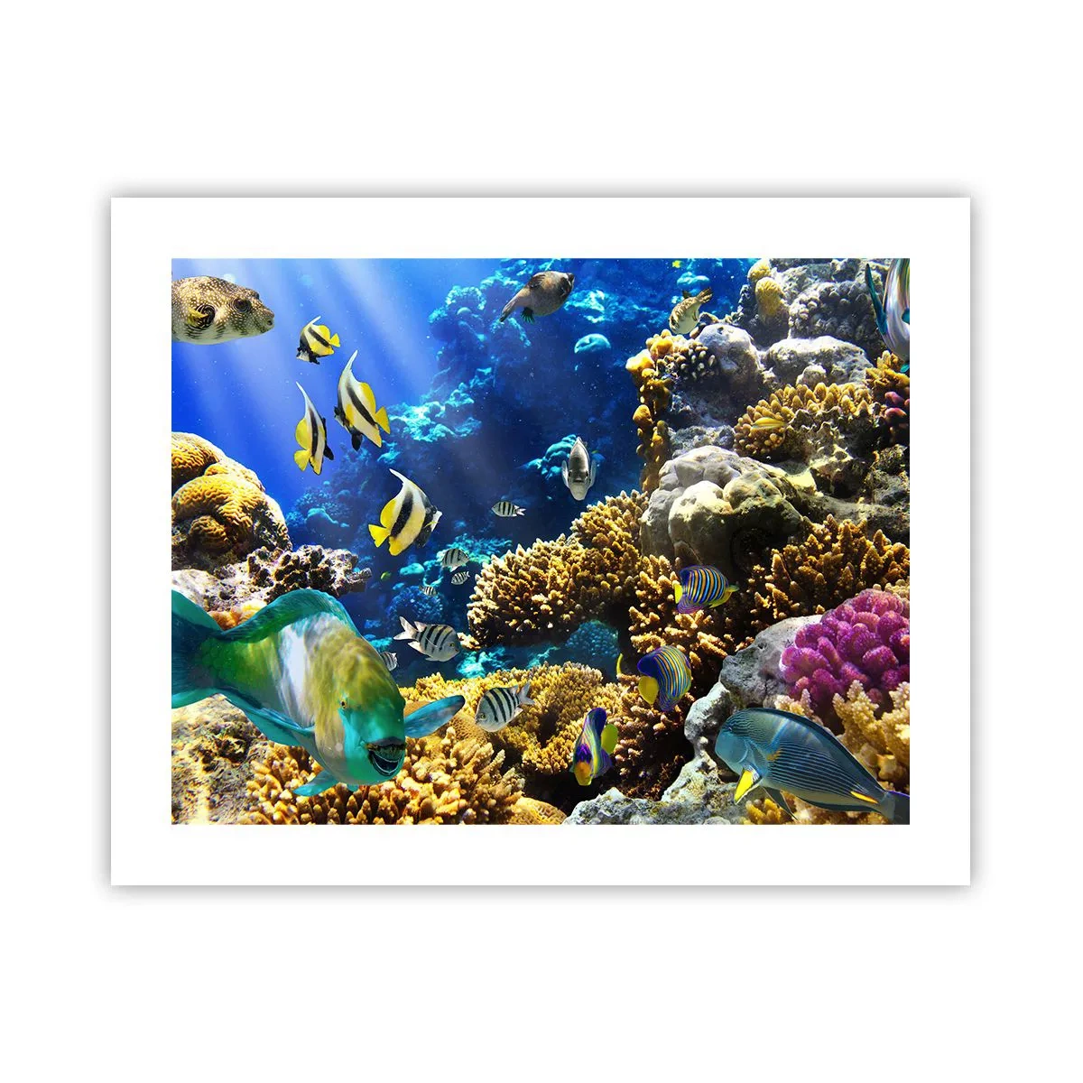 Póster - Vacaciones submarinas - 50x40 cm