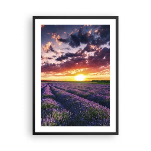 Póster en marco negro - Campo de lavanda al atardecer - 50x70cm - El mundo de la lavanda - Decoración de pared moderna para salón y dormitorio ARTTOR