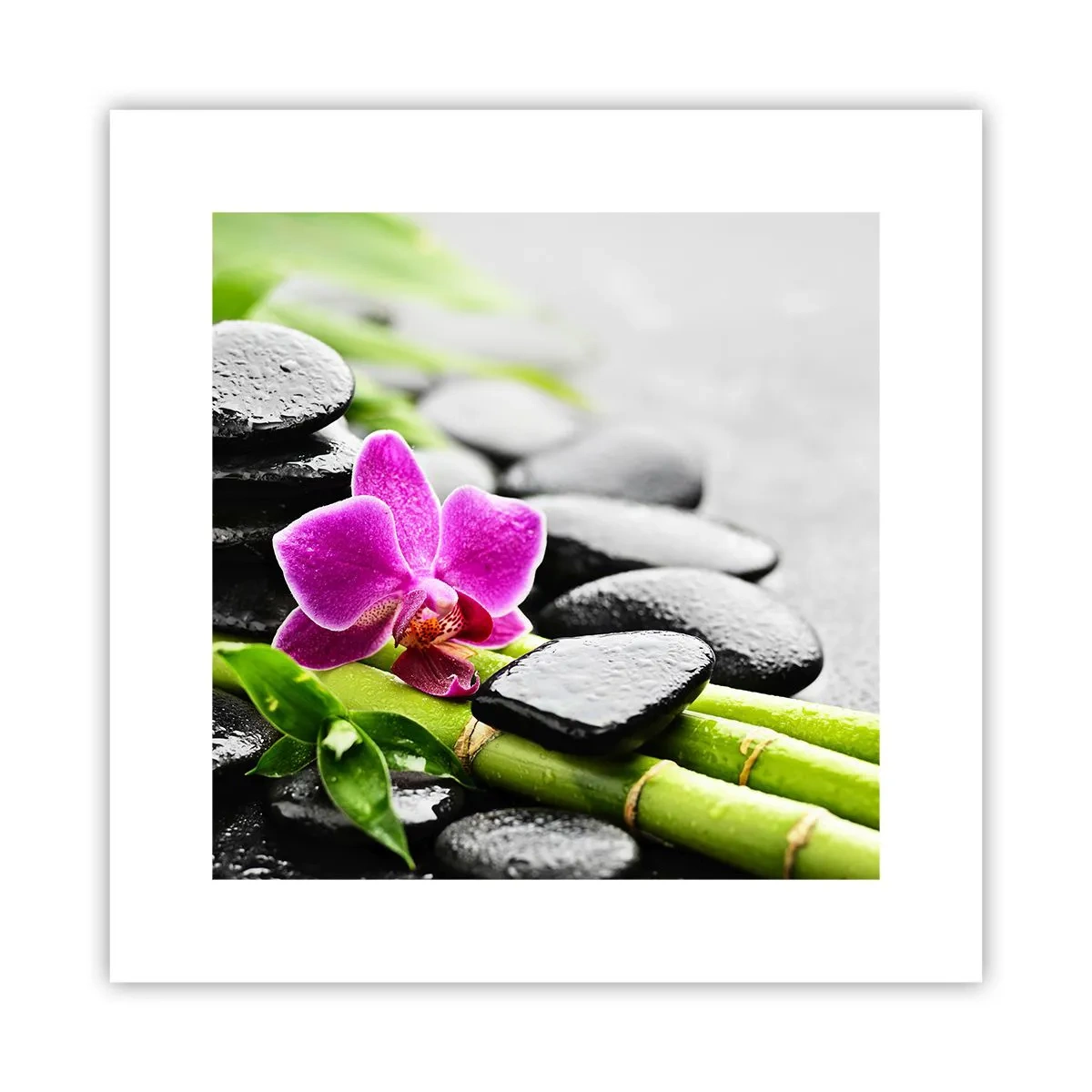 Póster - En equilibrio pacífico - 30x30 cm