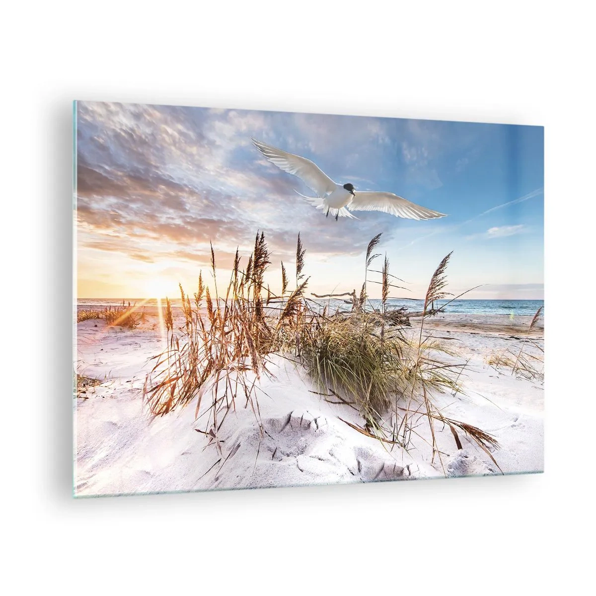 Cuadro sobre vidrio - Impresiones sobre Vidrio - Un pájaro volando sobre las dunas al atardecer. - 70x50cm - Viento del mar - Decoración de pared moderna para salón y dormitorio ARTTOR