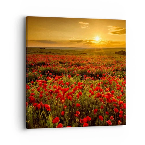 Cuadro sobre lienzo - Impresión de Imagen - Entre los campos de flores - 40x40 cm