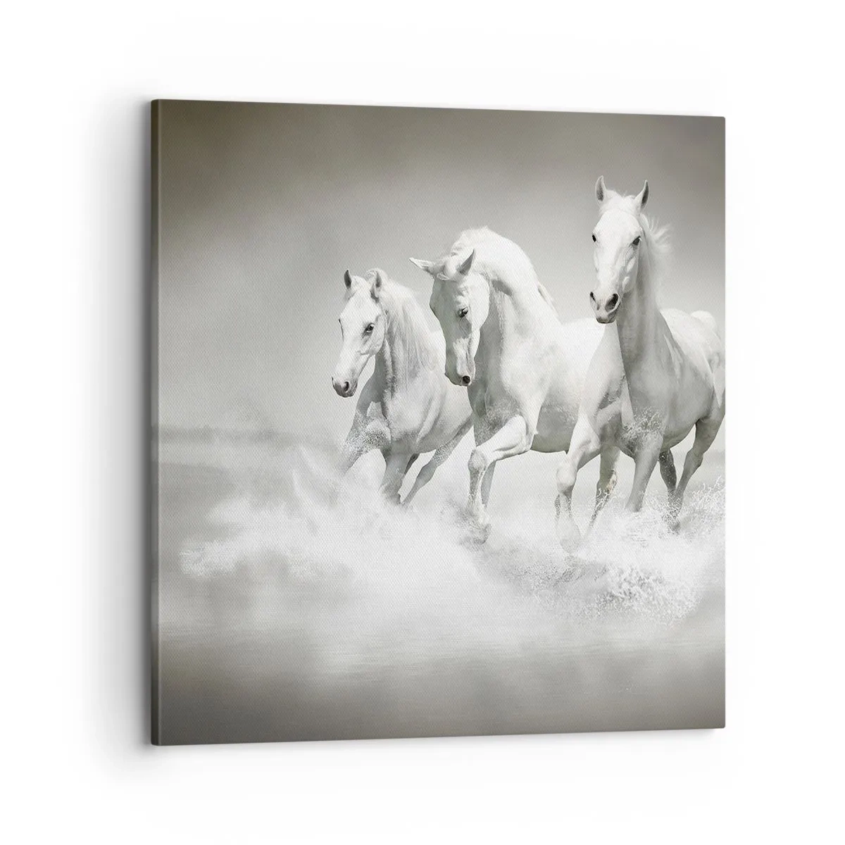 Cuadro sobre lienzo - Impresión de Imagen - Locura blanca - 70x70 cm