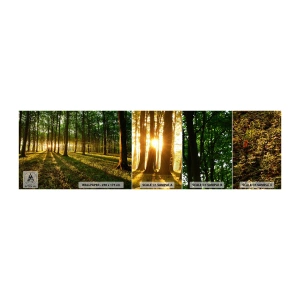 Muestra De Fotomural Standard Eco - Una fotografía de todos los manantiales - Paisaje, Bosque, Naturaleza - 100x30 cm