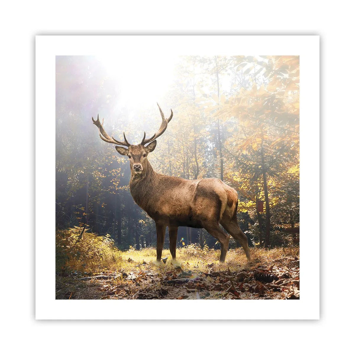 Póster - Con toda la majestuosidad - 50x50 cm